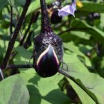 株式会社ジャストライト浪岡 智がお送りする日本農業新聞の「未来人材」についてのイメージ画像