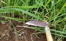 株式会社ジャストライト浪岡 智がお送りする日本農業新聞の「福岡県の福田さん」の記事についてのイメージ画像