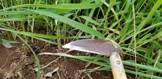 株式会社ジャストライト浪岡 智がお送りする日本農業新聞の「福岡県の福田さん」の記事についてのイメージ画像