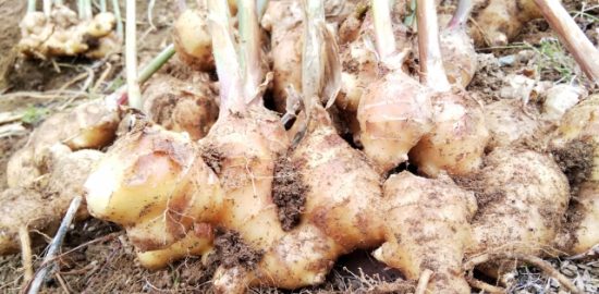 株式会社ジャストライト浪岡 智がお送りする日本農業新聞の「宮城県の登坂さん」の記事についてのイメージ画像