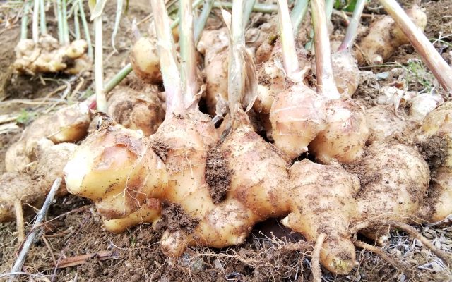 株式会社ジャストライト浪岡 智がお送りする日本農業新聞の「宮城県の登坂さん」の記事についてのイメージ画像