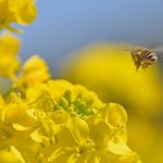 株式会社ジャストライト浪岡 智がお送りする日本農業新聞の「農福」の記事についてのイメージ画像