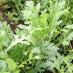 株式会社ジャストライト浪岡 智がお送りする日本農業新聞の「福岡県福田さん」についての記事のイメージ画像