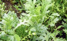 株式会社ジャストライト浪岡 智がお送りする日本農業新聞の「福岡県福田さん」についての記事のイメージ画像