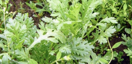 株式会社ジャストライト浪岡 智がお送りする日本農業新聞の「福岡県福田さん」についての記事のイメージ画像