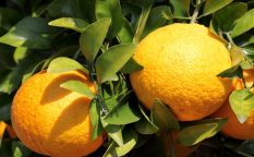 株式会社ジャストライト浪岡 智がお送りする日本農業新聞の「大分県永田さん」の記事についてのイメージ画像