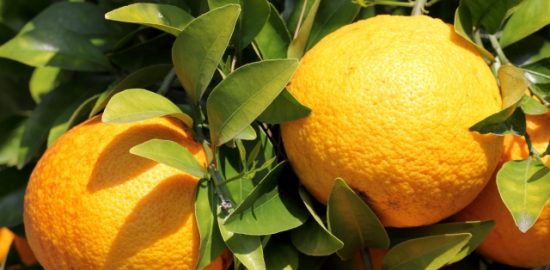 株式会社ジャストライト浪岡 智がお送りする日本農業新聞の「大分県永田さん」の記事についてのイメージ画像